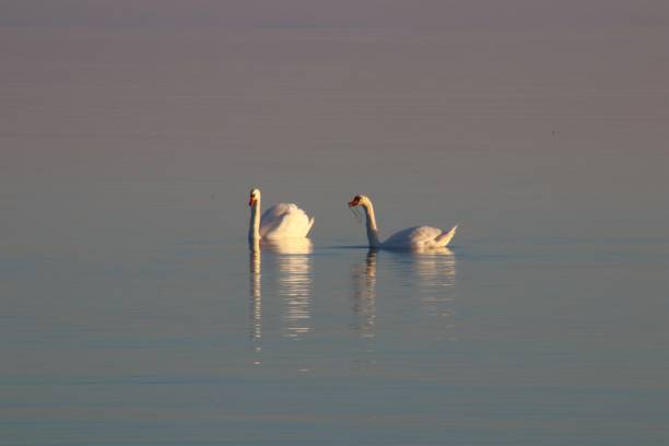istock Two swans swimming in the sunset 672244048