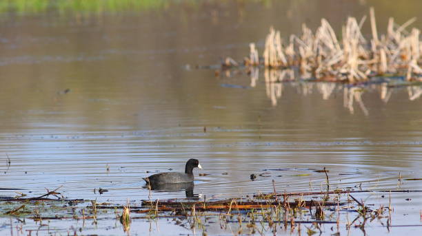 istock American Coot Swimming 672246582