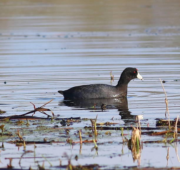 istock American Coot swimming 672247450