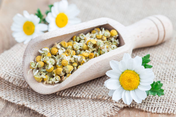 istock Dry chamomile tea in wooden scoop, fresh chamomile flowers on background, horizontal 672247798
