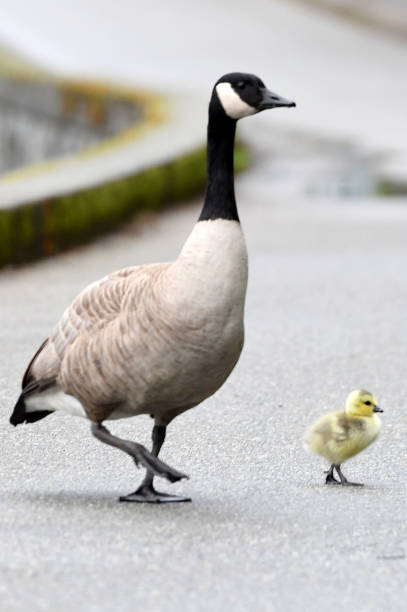 istock Canada Geese and new born chicks in British Columbia 672247800