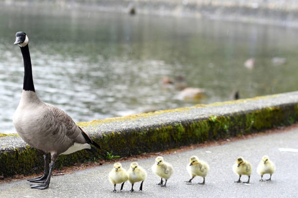 istock Canada Geese and new born chicks in British Columbia 672247812