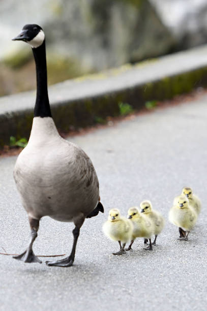 istock Canada Geese and new born chicks in British Columbia 672247834