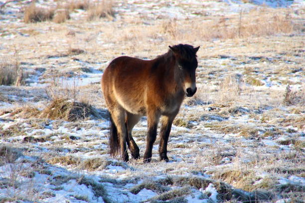 istock Wild horse on a cold morning 672253526