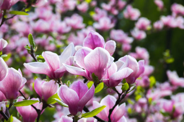 istock pale pink magnolia flower 672259132