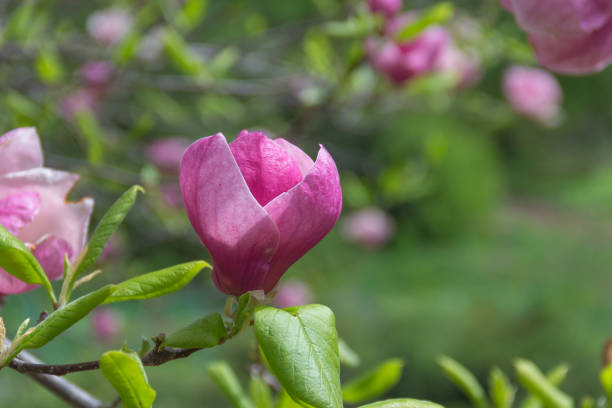 istock pale pink magnolia flower 672259144