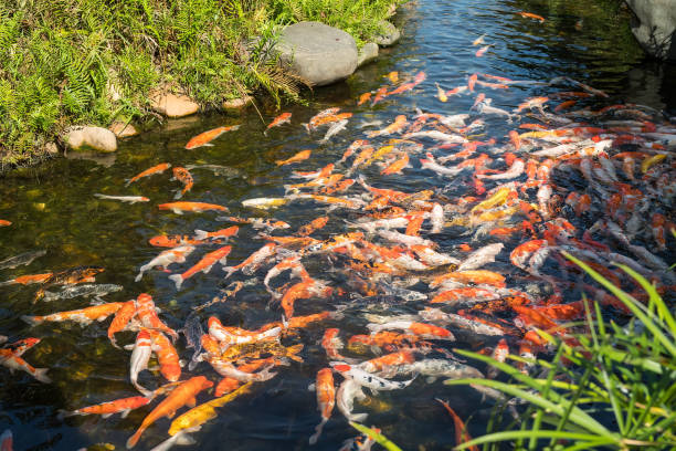 istock Koi Carp,Pet Believe it is luck 672265840