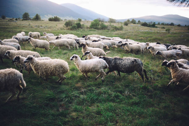 istock Sheep herd running in the field 672265842