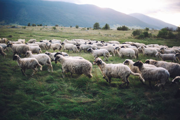 istock Sheep herd running in the field 672268116