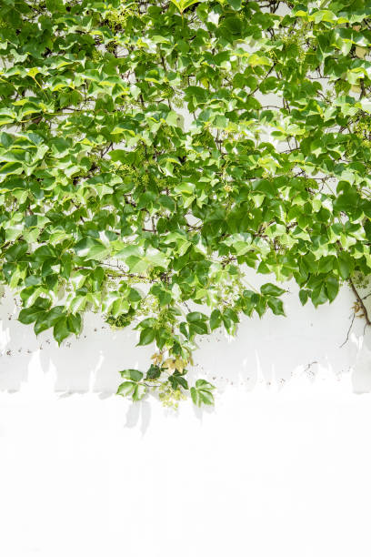 istock ivy leaves isolated on white 672268598