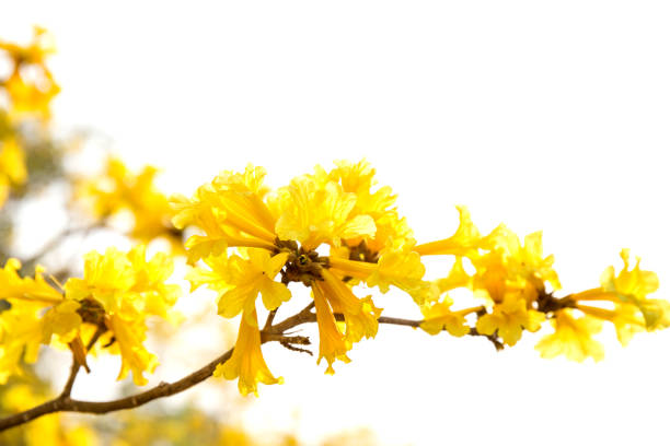 istock Tabebuia chrysotricha yellow flowers 672269000