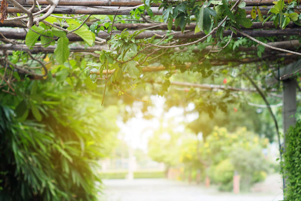 istock Natural background. The natural background is a transverse tree, for product display montage. 672269010
