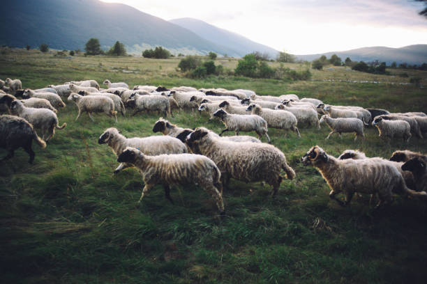 istock Sheep herd running in the field 672269180