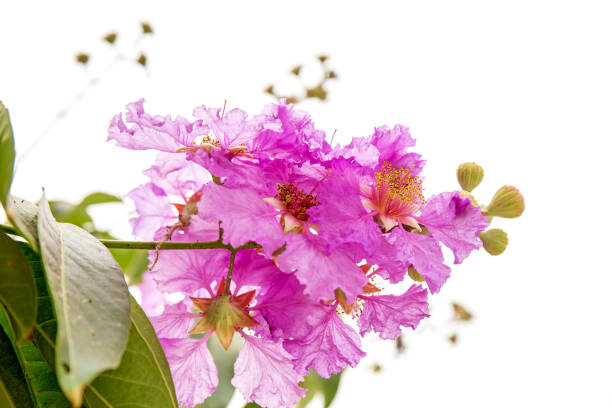 istock Lagerstroemia macrocarpa Wall Flower,Lythraceae,Queen's flower. 672272096