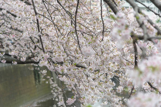 istock Cherry blossom or Sakura at Meguro canel. 672275620