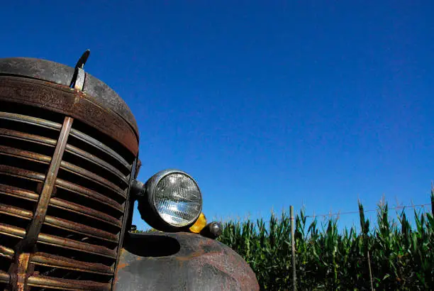 a low angle image of a  old truck in front of a corn field.