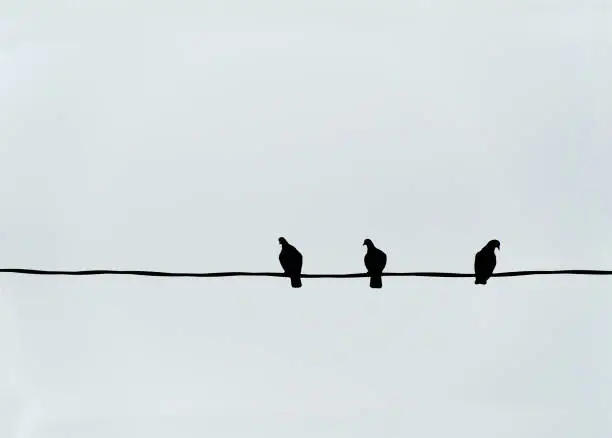 three birds sitting on a wire, Llok like on is the third wheel