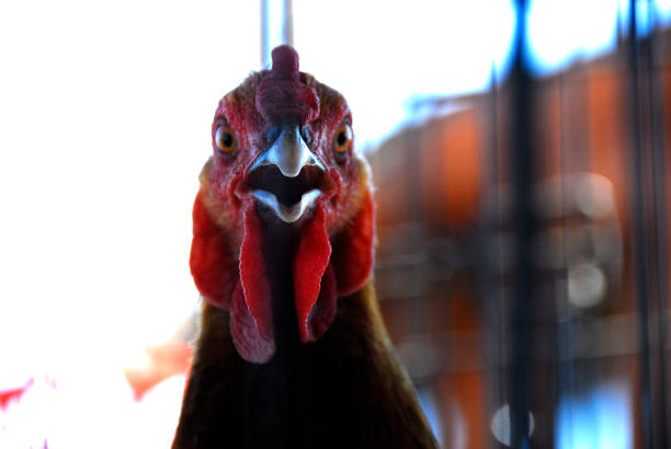 a rooster not to be trifled with.