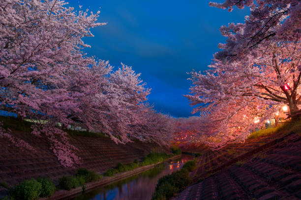 istock Japanese Cherry Blossoms in evening (Sakura surrounds a river) #1 672284198