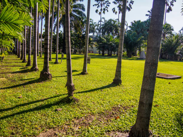 istock palm trees with green grass in the park 672284222