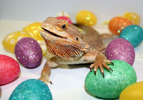 Four year old female Bearded Dragon surrounded by colourful Easter eggs.