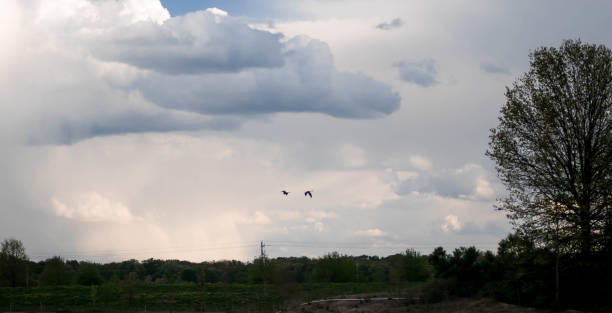 istock Two Canadian Geese Flying Against A Beautiful Cloudy Sky 672284568
