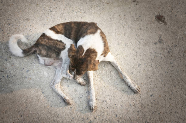 istock The dog enjoying on the road 672285048
