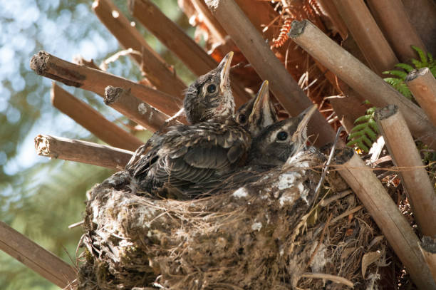 American Robin Chicks in Nest Closeup of three American Robin fledging chicks in their nest. fledging stock pictures, royalty-free photos & images