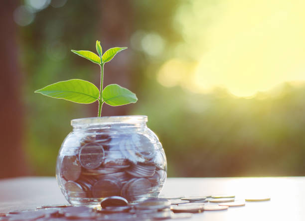 Sprout growing on money pile of glass jar bank stock photo