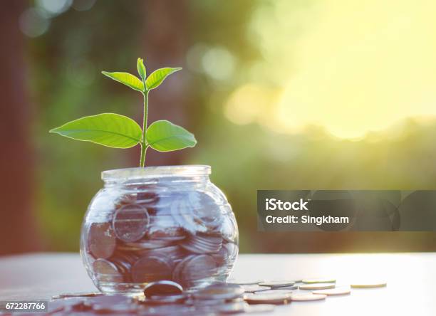 Sprout Growing On Money Pile Of Glass Jar Bank Stock Photo - Download Image Now - Healthy Lifestyle, Finance, Savings