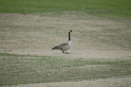 This handsome Canadian Goose looks quite portraitesque as it struts it's stuff across a field of relative short greeen grass in Memphis, Tn USA.