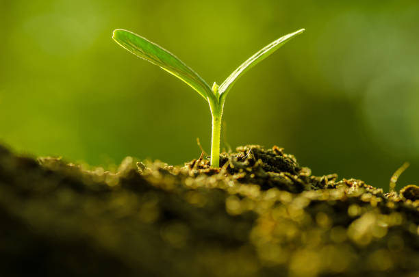 istock plant growing over green background 672287832