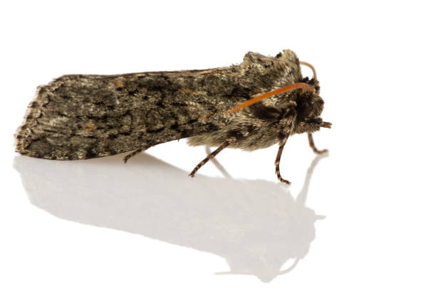 istock The Frosted Green (Polyploca ridens) 672287862