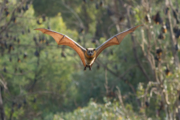 pipistrello della frutta che vola verso la telecamera - bat fruit bat mammal australia foto e immagini stock