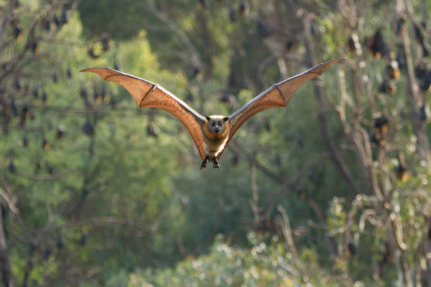fruit bat latający w kierunku kamery - bat fruit bat mammal australia zdjęcia i obrazy z banku zdjęć