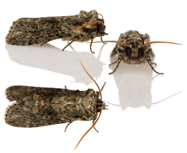 istock The Frosted Green (Polyploca ridens) 672287956