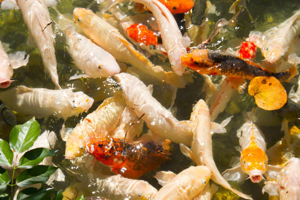 istock Group of fancy carp, fish, in clearly water with daylight 672291372