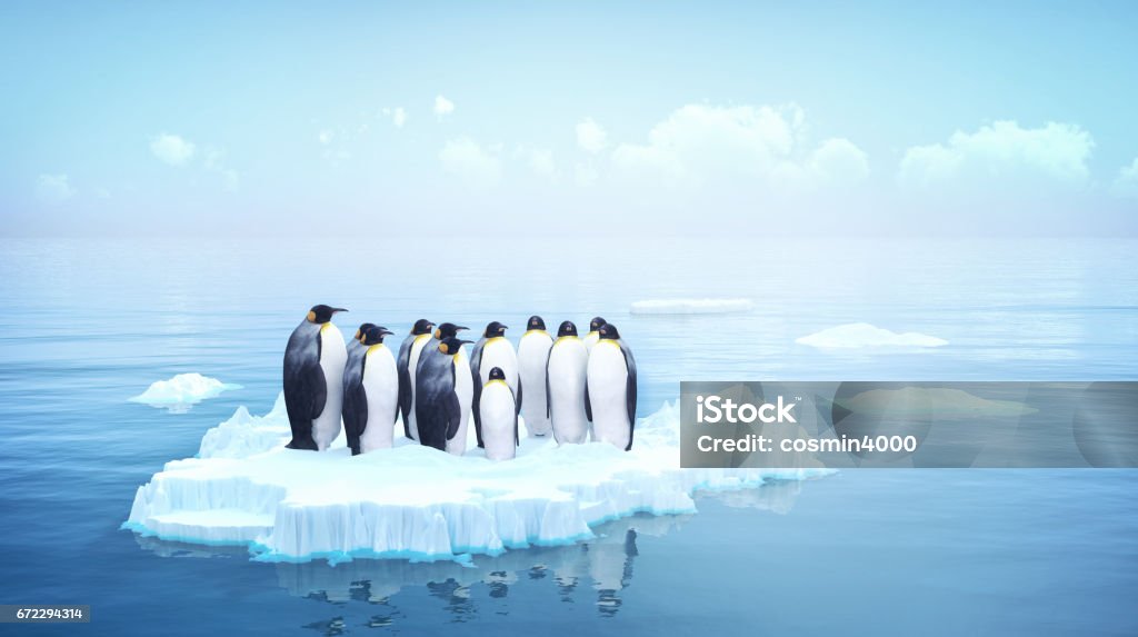 penguins - Photo de Manchot libre de droits