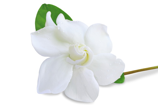 gardenia Imagenes y fotos Premium de Istock