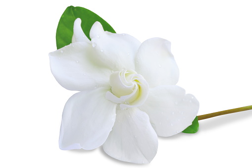 gardenia Imagenes y fotos Premium de Istock gardenia Imagenes y fotos Premium de Istock