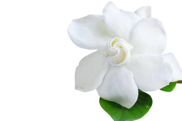 istock Gardenia jasminoides or Cape jasmine flower on white background. 672297496