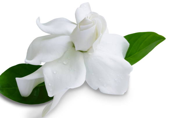Gardenia jasminoides or Cape jasmine flower on white background. stock photo