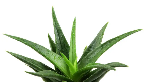 Aloe vera isolated on white background.