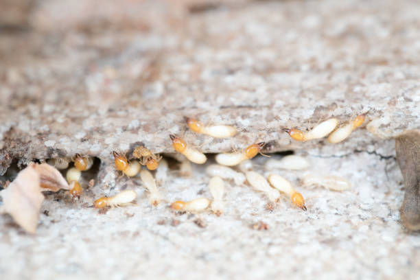 istock Close up termites or white ants destroyed 672301956