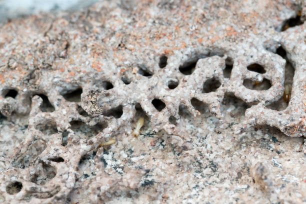istock Close up termites or white ants destroyed 672304996
