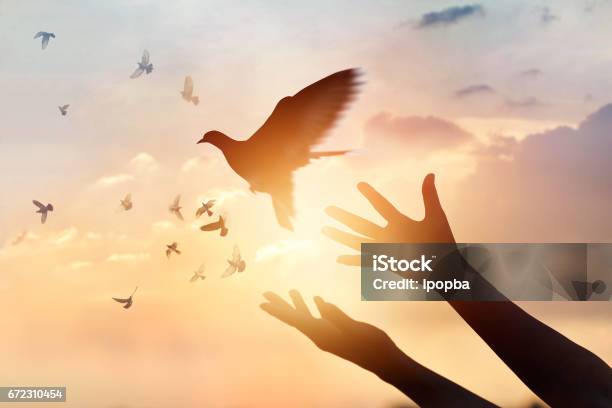 Mujer Orando Y Libre Pájaro Disfruta De La Naturaleza En Puesta De Sol De Fondo Concepto De Esperanza Foto de stock y más banco de imágenes de Paloma - Ave
