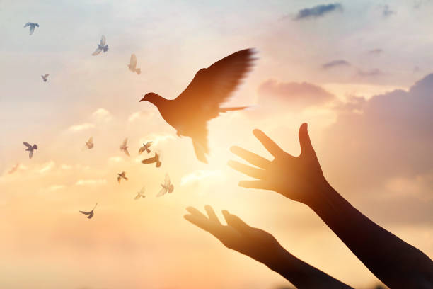 日没の背景、希望コンセプトに自然を楽しんでいる女性祈りと無料鳥 - bird of peace ストックフォトと画像
