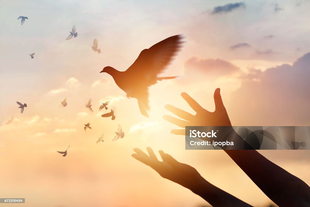 Woman praying and free bird enjoying nature on sunset background, hope concept Dove - Bird Stock Photo