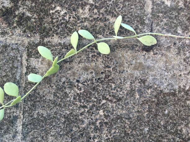 istock green plant line on concrete wall 672312746