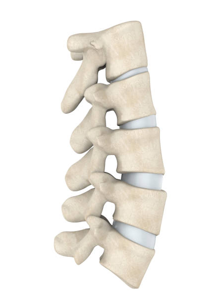 anatomia della colonna lombare umana isolata - thoracic vertebrae lumbar vertebra cervical vertebrae sacrum foto e immagini stock